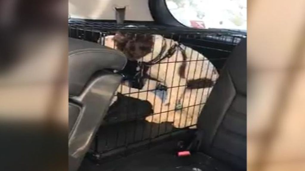 Rompe la ventanilla de un coche para salvar a un perro, a punto de morir de deshidratación