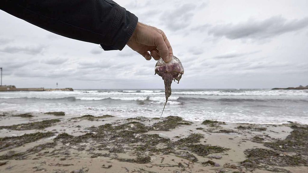 Mareas de medusas y playas engullidas por el mar: el temporal en el Mediterráneo