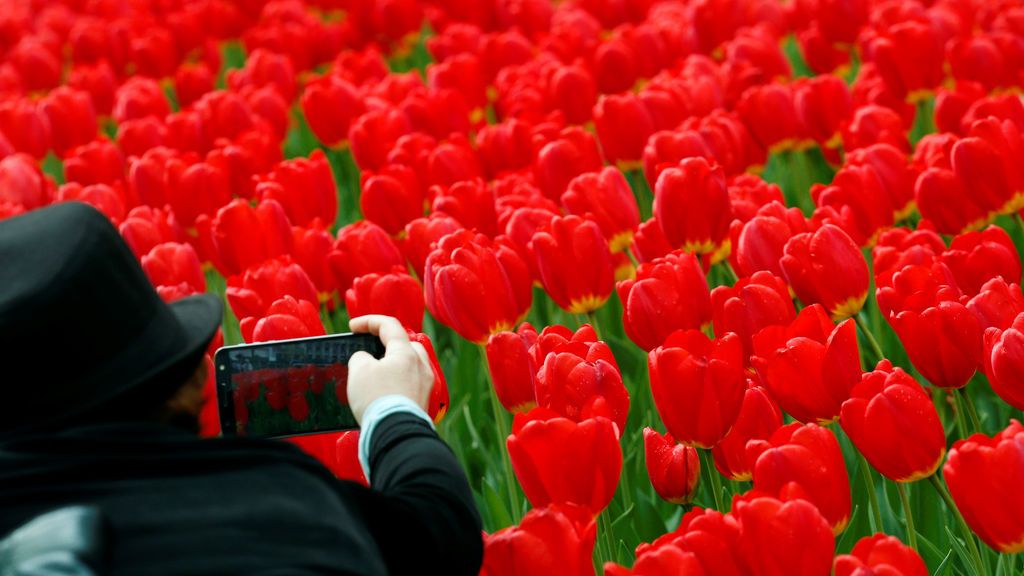 Tulipanes en Nueva York
