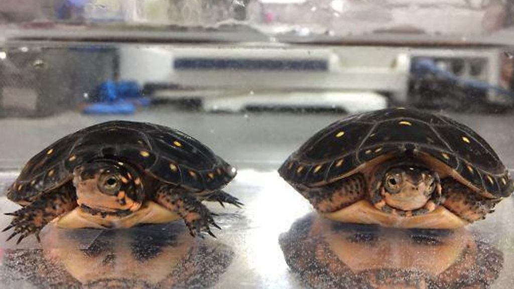 Ver caras o figuras donde no las hay, es decir, el fenómeno de la pareidolia, es lo que muestran estas divertidas imágenes que los usuarios han compartido en redes sociales.