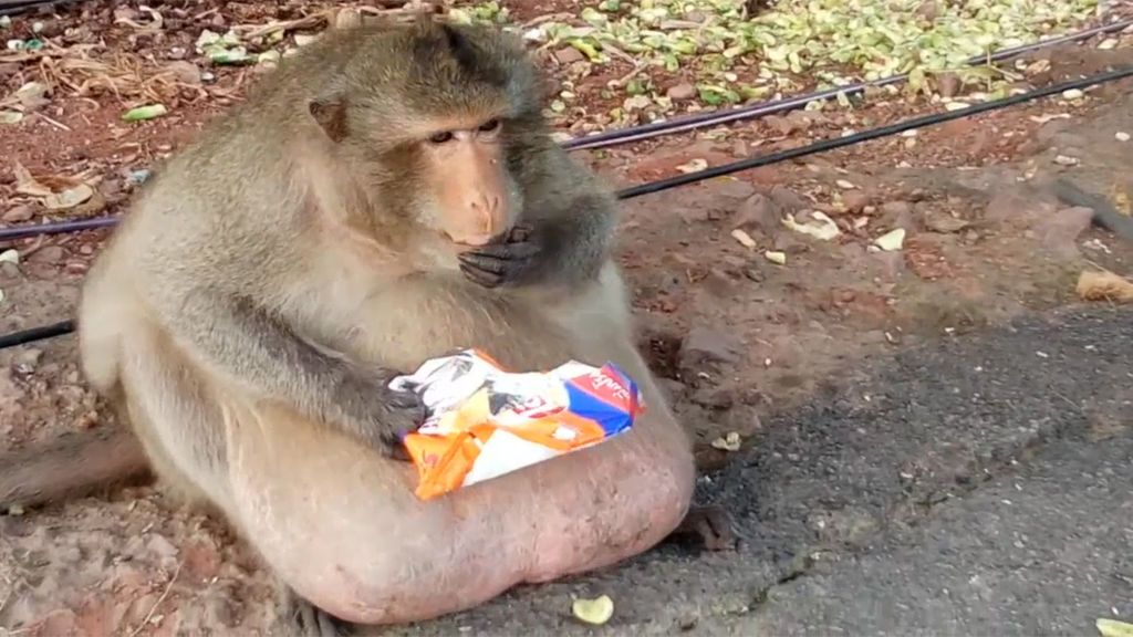 Conoce al mono con sobrepeso enviado a un centro de rescate para adelgazar