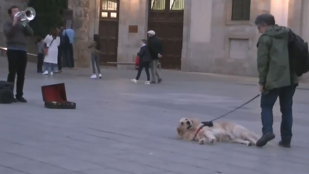 Música callejera en Barcelona para hipnotizar a los perros