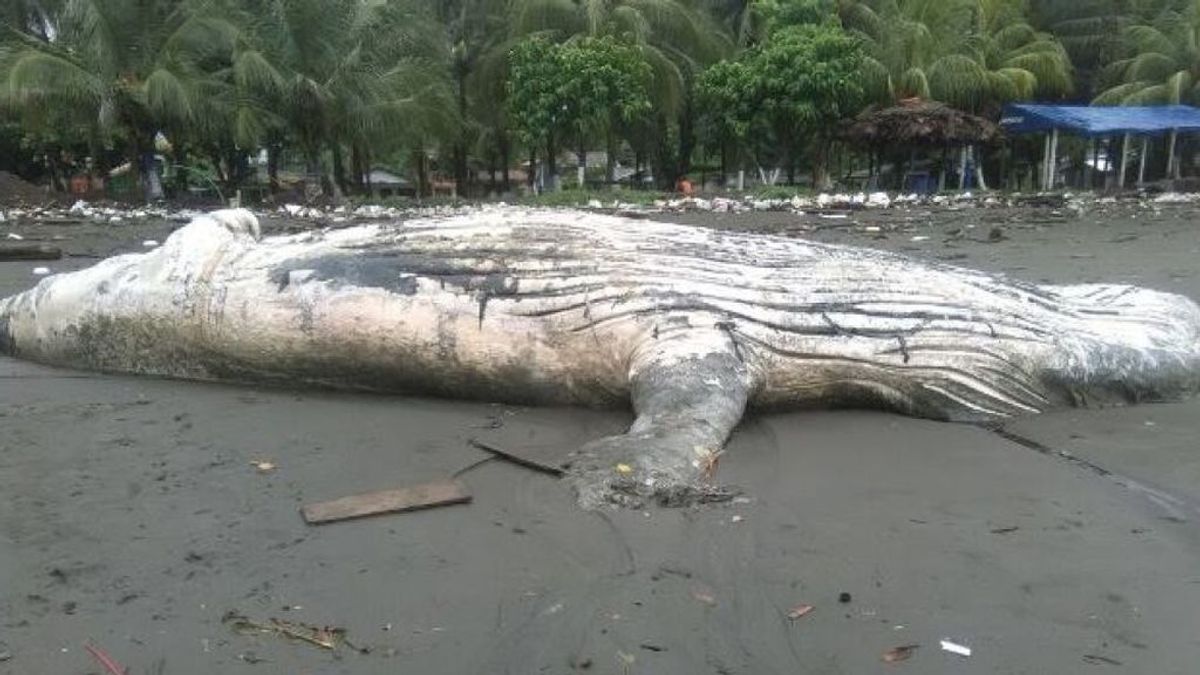 Aparece una ballena jorobada muerta en una playa de Colombia
