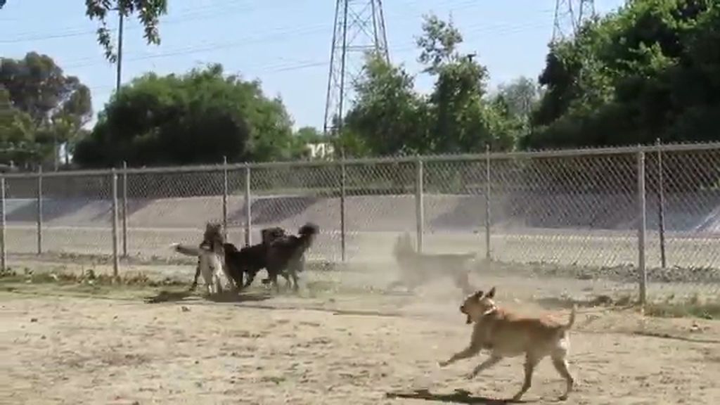 La "angustiosa" visita de una ardilla a una manada de perros