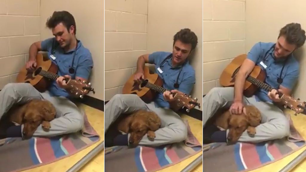 Tierna imagen de un veterinario cantando a un perro para calmarle antes de una cirugía