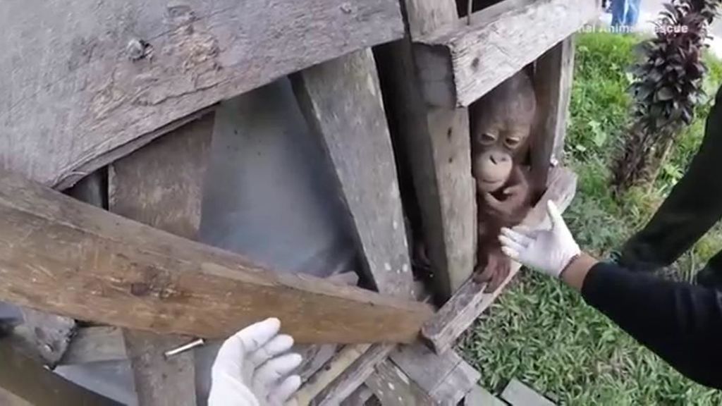 Emocionante momento en el que un orangután abandona la jaula en la que llevaba años encerrado