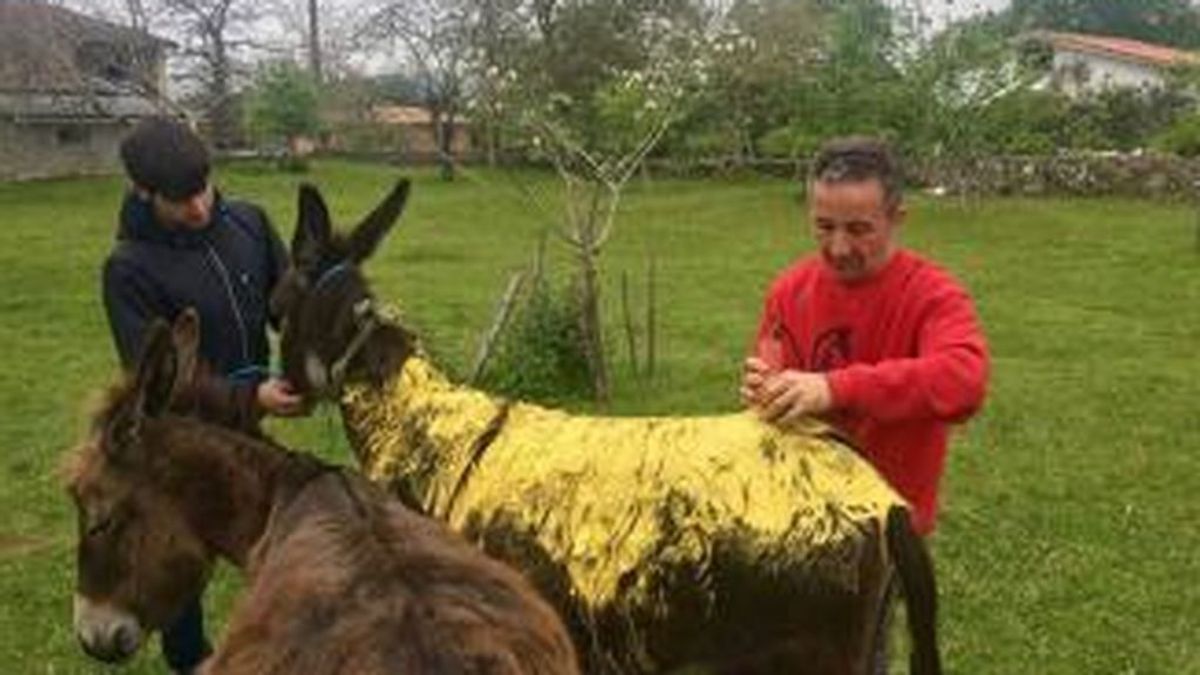 Buscan a los agresores de un burro al que rociaron con pintura