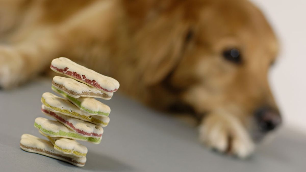 Los 12 alimentos más peligrosos para los perros