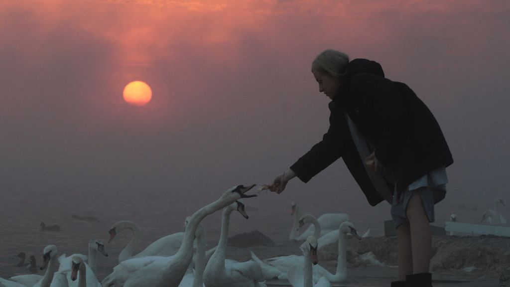 Dando de comer a unos cisnes