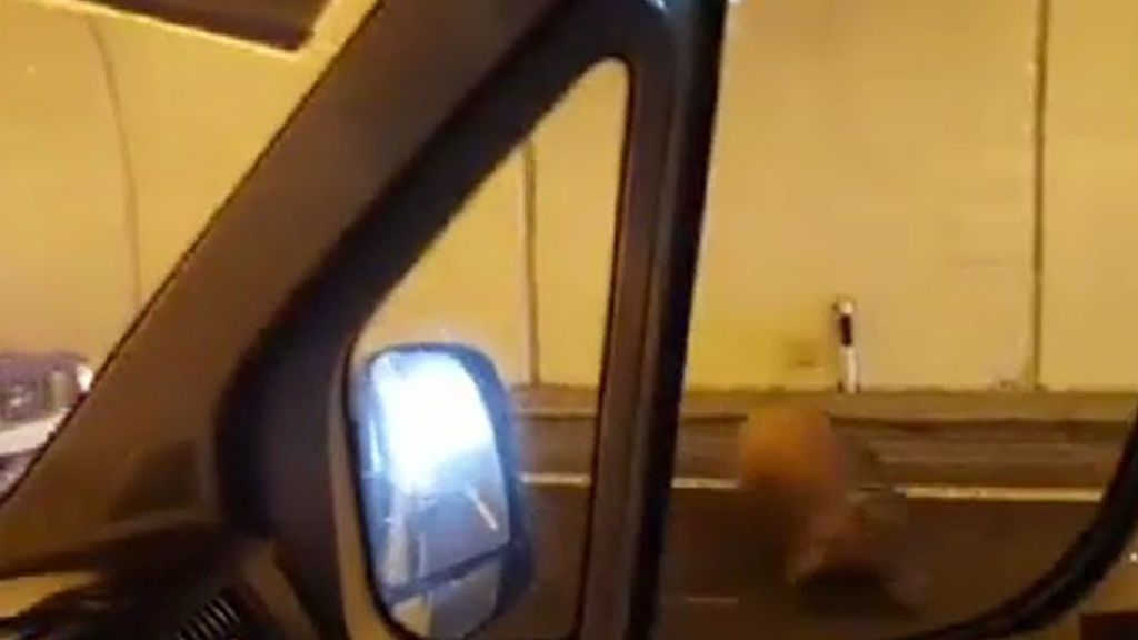 Persecución a un ternero en un túnel en Guipúzcoa