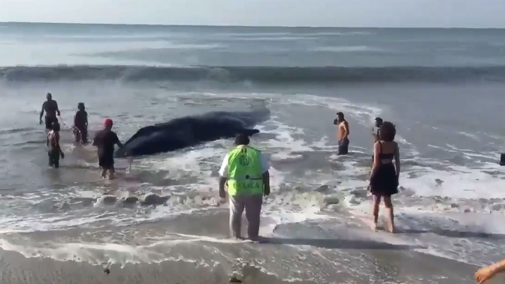Salvan a una ballena varada en una playa de México