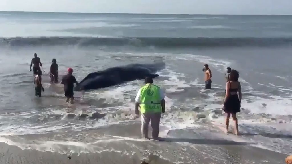 Salvan a una ballena varada en una playa de México