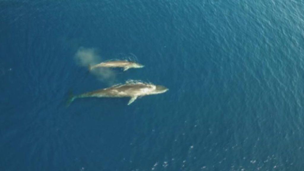 Una de las ballenas más grande del mundo nada cerca de las costas catalanas
