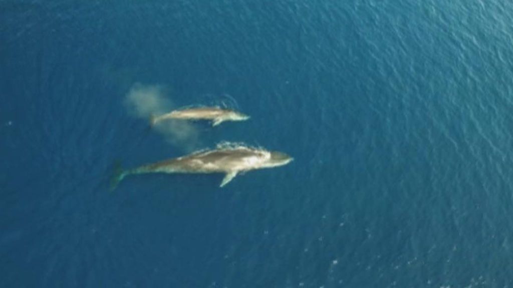 Una de las ballenas más grande del mundo nada cerca de las costas catalanas