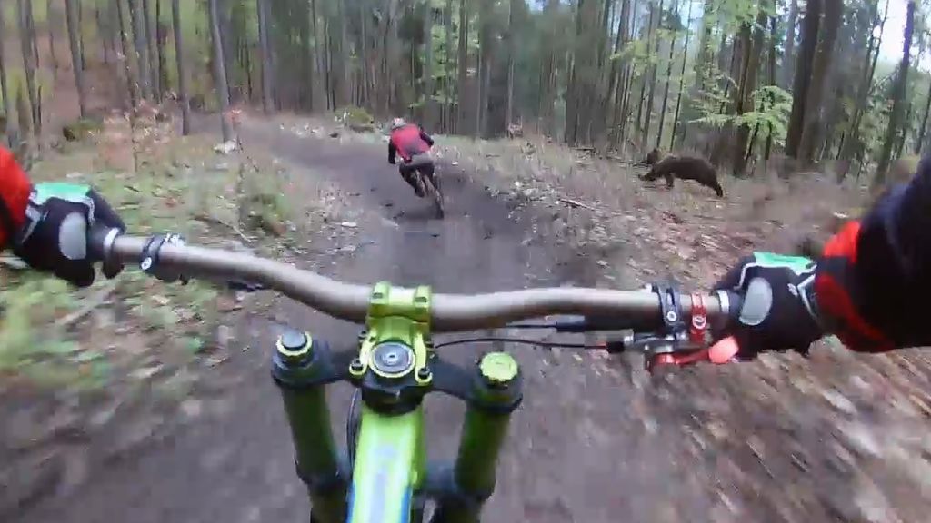 Este oso persigue al ciclista en pleno bosque sin que él se dé cuenta