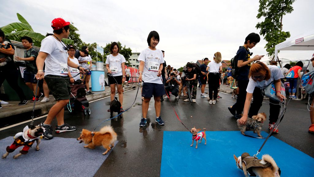 ¡Ellos también hacen deporte! Mini-maratón de perros en Bangkok