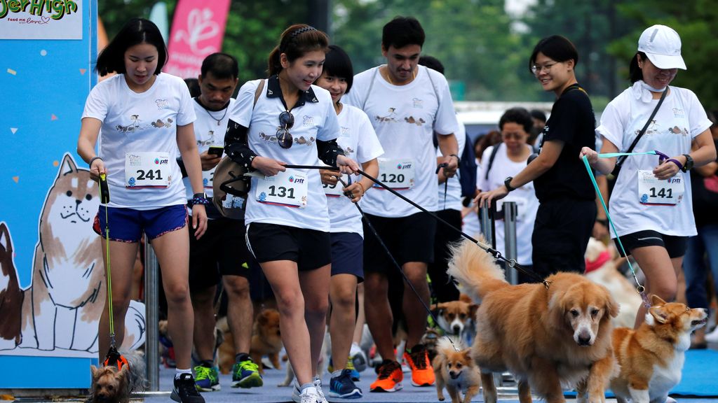 ¡Ellos también hacen deporte! Mini-maratón de perros en Bangkok
