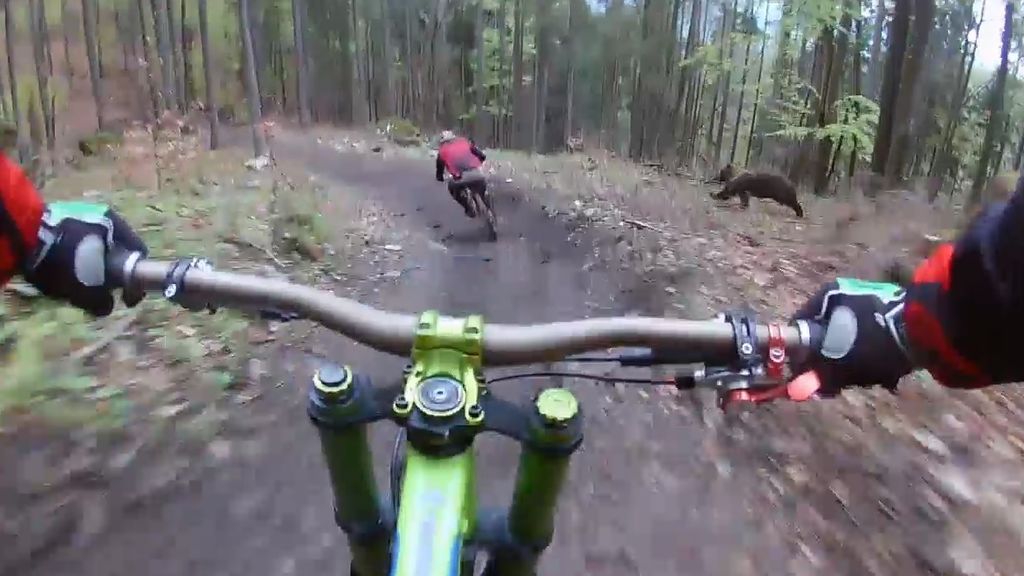 Este oso persigue al ciclista en pleno bosque sin que él se dé cuenta