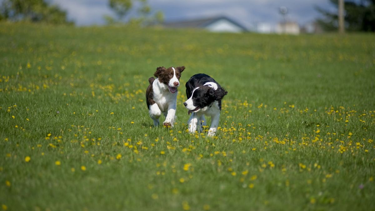 El Senado aprueba "sin reservas" la prohibición de cortar el rabo a los perros