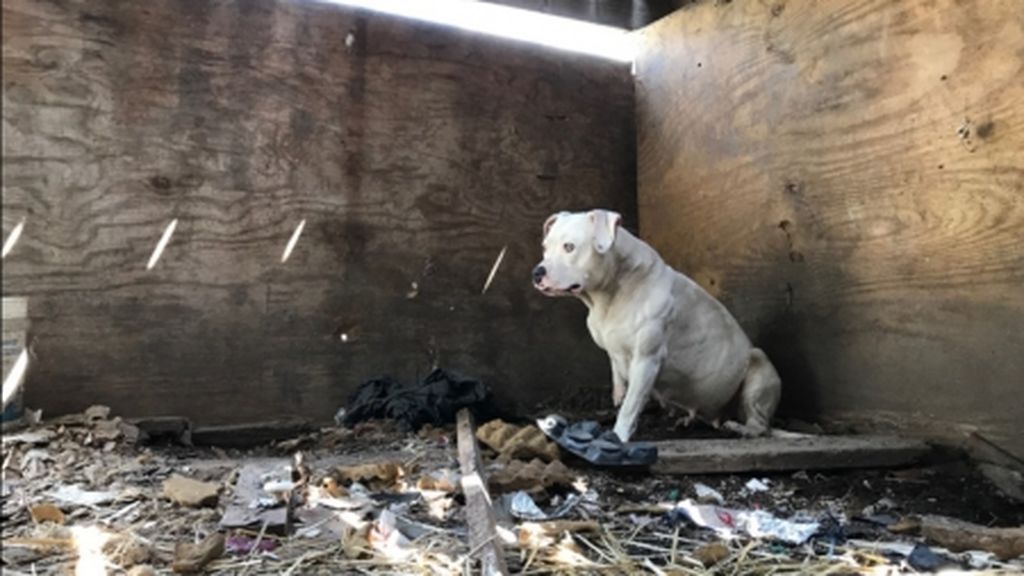 Perro abandonado