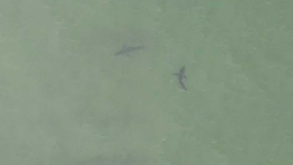 Avistan 15 tiburones en una playa de EEUU llena de bañistas