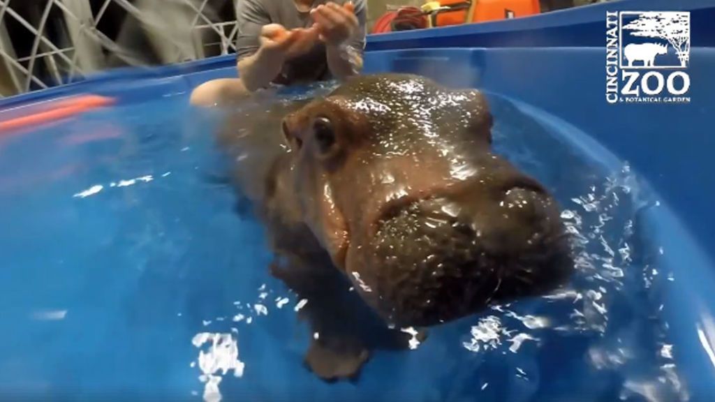 Fiona, la bebé hipopótamo, toda una estrella del Zoológico de Cincinnatti