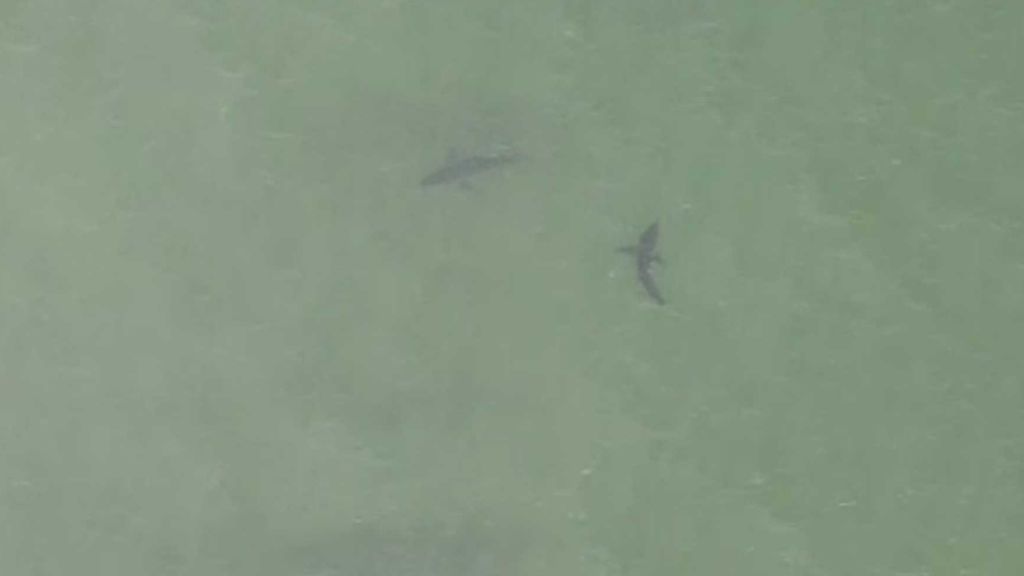 Avistan 15 tiburones en una playa de EEUU llena de bañistas