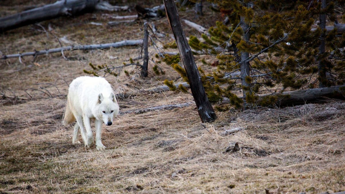 Matan al último lobo blanco que quedaba en Yellowstone, Estados Unidos