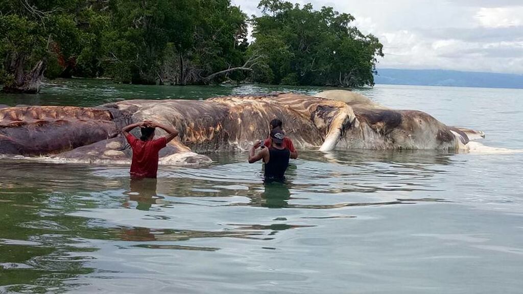 Ballena o calamar gigante: el 'misterio' de la monstruosa criatura marina