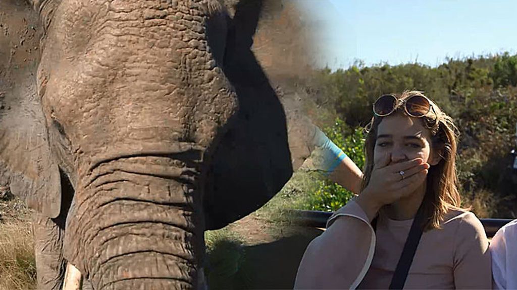 ¡Aterrados! Risto y Laura pasan miedo cuando un elefante se acerca a su coche