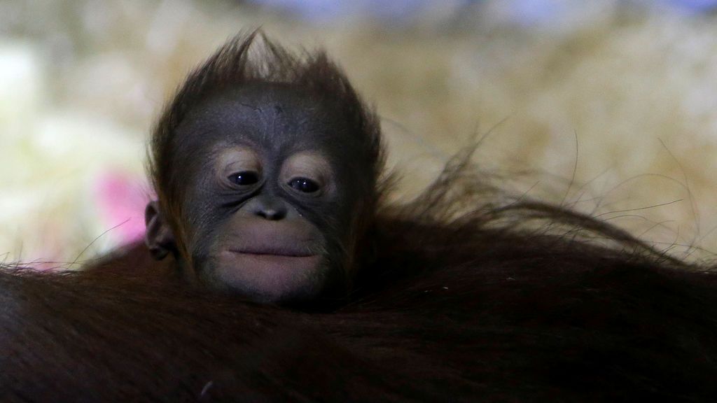 El orangután podría desaparecer en 50 años
