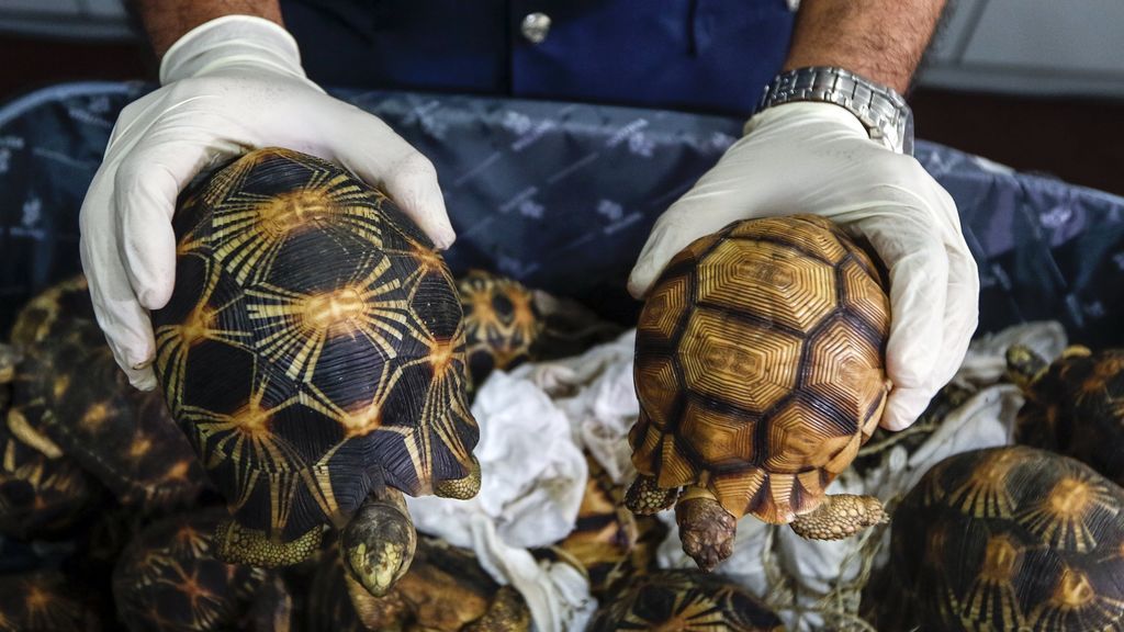 Ocultas en maletas más de 300 tortugas de una especie amenazada de extinción