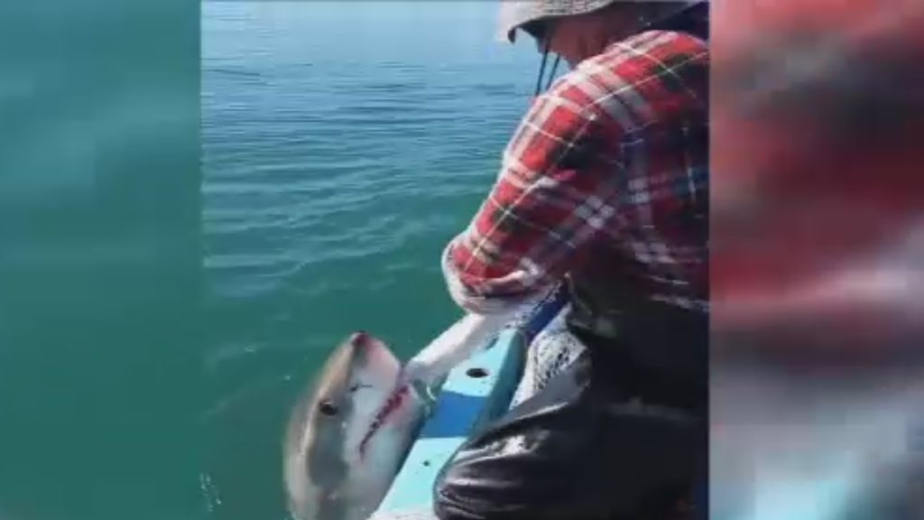 ¿Os enfrentaríais a un tiburón blanco? Mirad lo que hace este pescador por su red