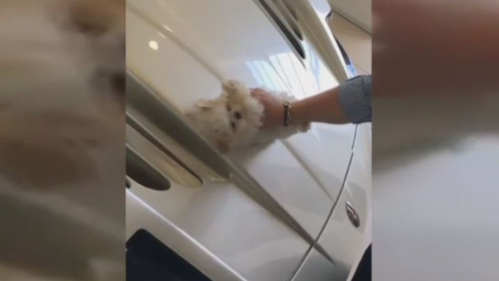Una joven utiliza un cachorro como bayeta para limpiar su coche de alta gama