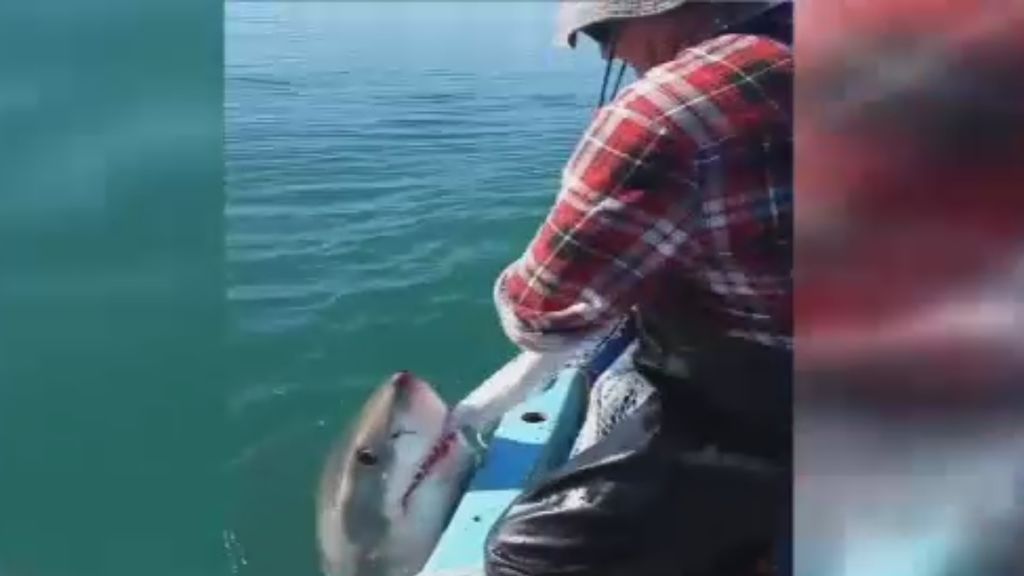¿Os enfrentaríais a un tiburón blanco? Mirad lo que hace este pescador por su red