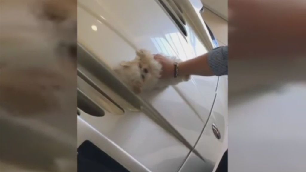 Una joven utiliza un cachorro como bayeta para limpiar su coche de alta gama