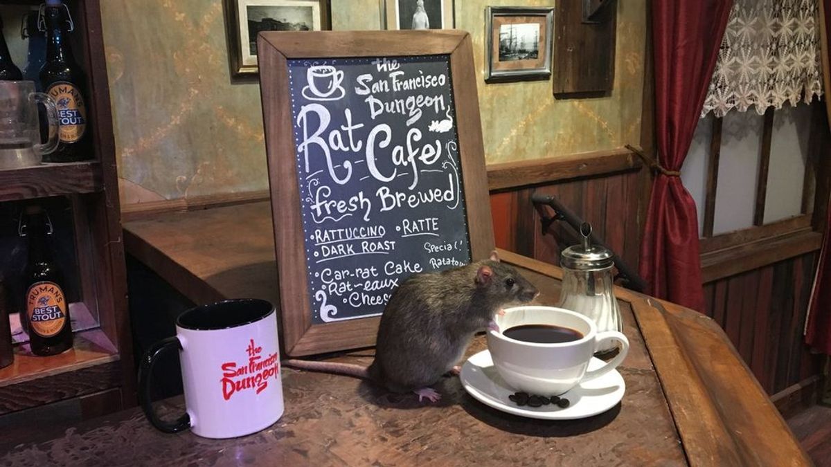 Abren un café donde podrás tomar algo... mientras ratas vivas corretean a tu alrededor