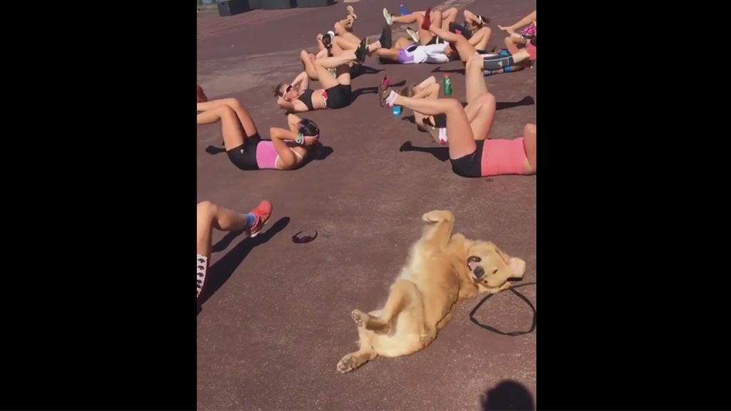 Este perro se prepara para la 'operación bikini' haciendo abdominales