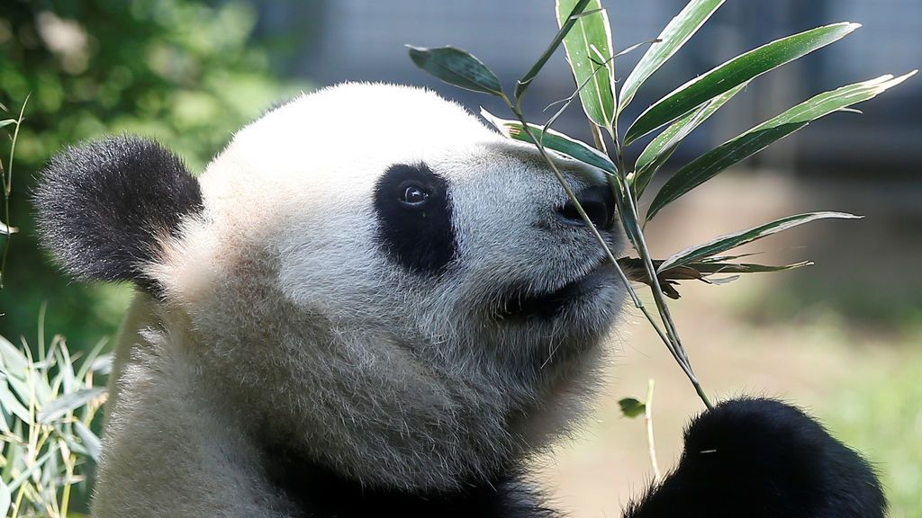 Zoológico Ueno en Tokio