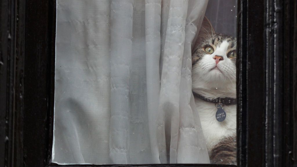 El gato de Julian Assange
