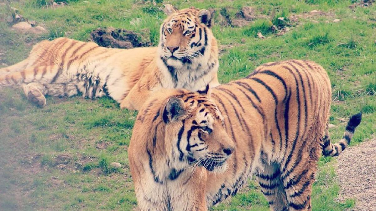 ¿Puedes ver a la pareja de tigres en esta foto?