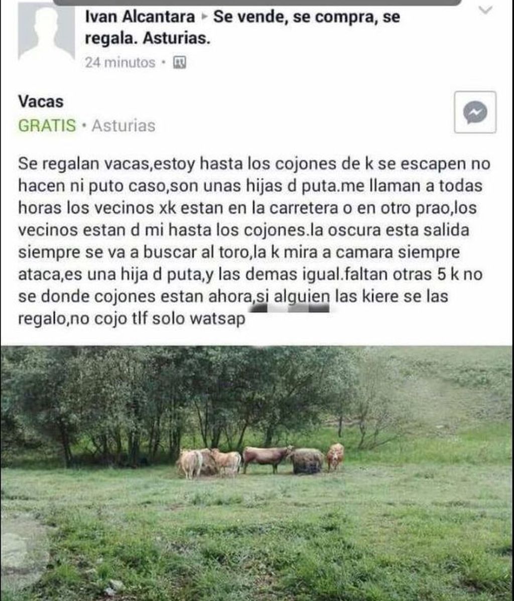 Vacas_1027708480_128879350_667x837