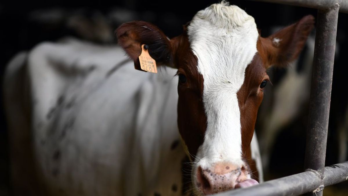 Un ganadero asturiano regala sus vacas porque no le hacen “ni puto caso”
