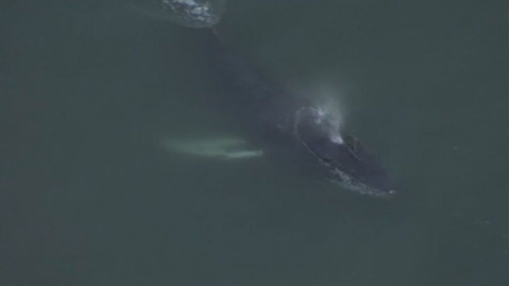 Una ballena se queda atrapada durante horas en un puerto de California