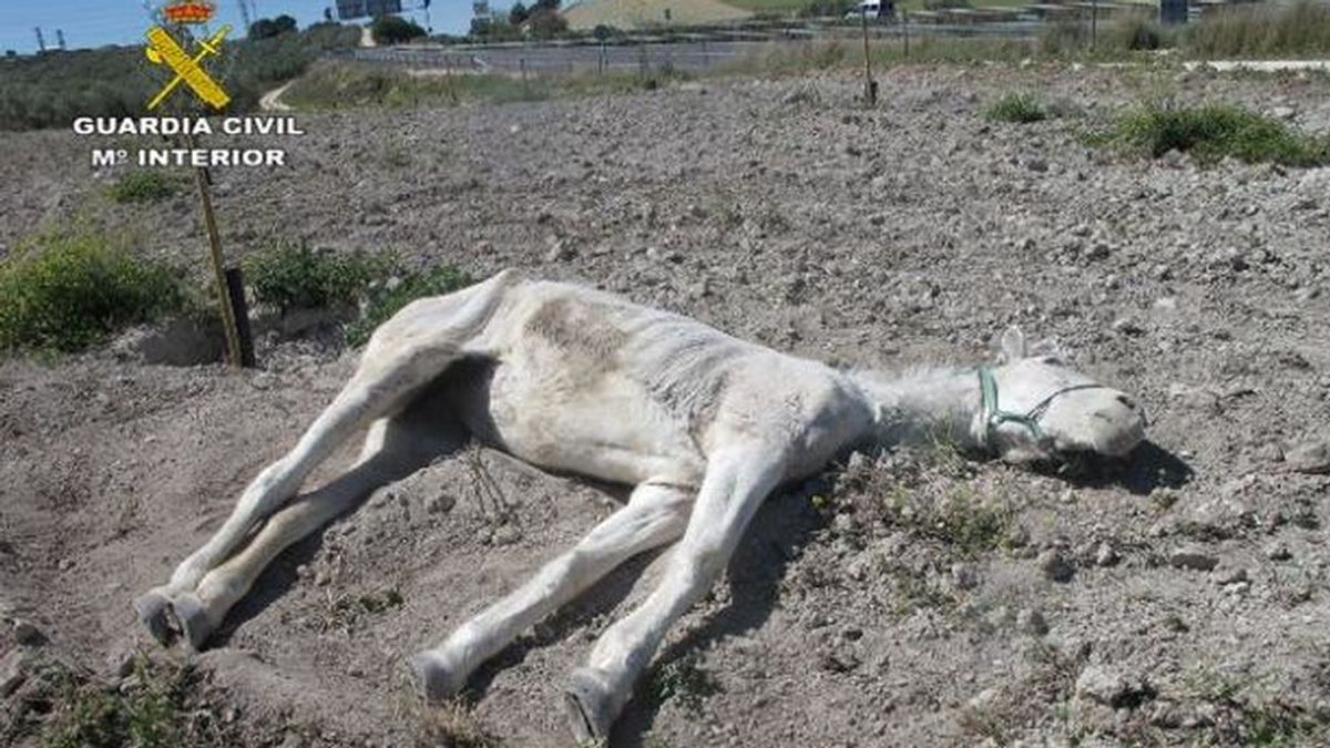Imputado por abandonar hasta la muerte a una yegua en Estepa