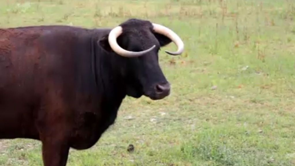 Multitudinaria movilización para salvar a Margarita, la vaca más dócil de Tarragona