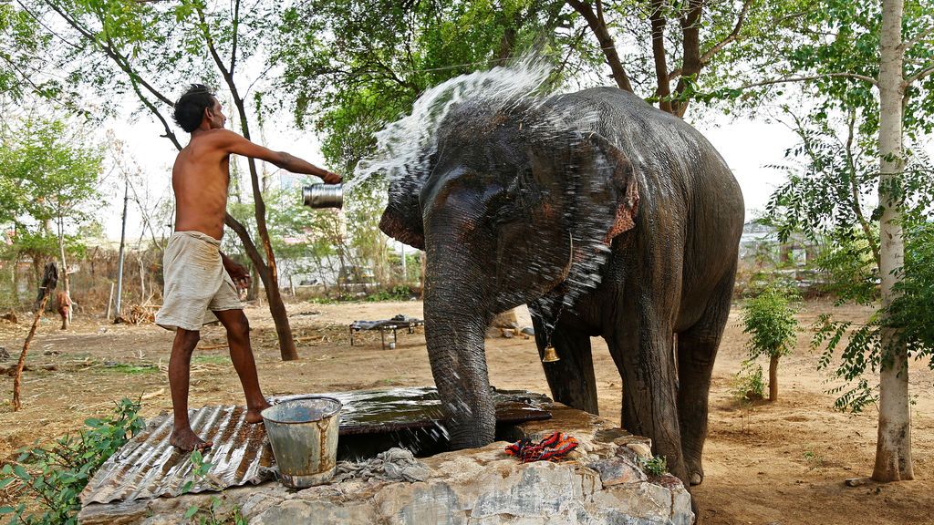 Bañan a un elefante en la India