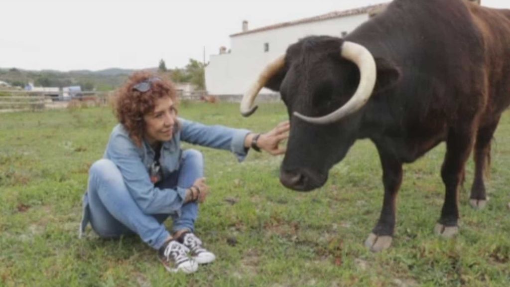 Ni es lechera, ni comestible pero la Generalitat quiere matar a la vaca Margarita