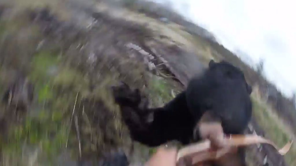 Este gran oso canadiense ataca al hombre que intentaba cazarle