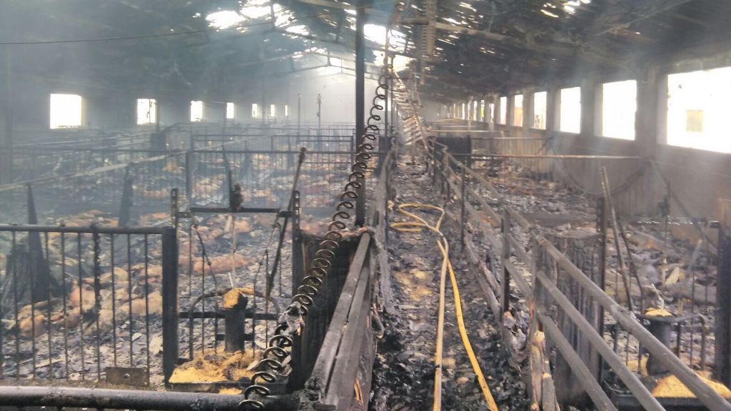 Más de 1.000 cerdos mueren calcinados en el incendio de un cebadero en Murcia